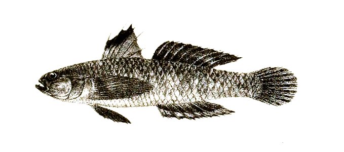 Gobius bleekeri Ford 62