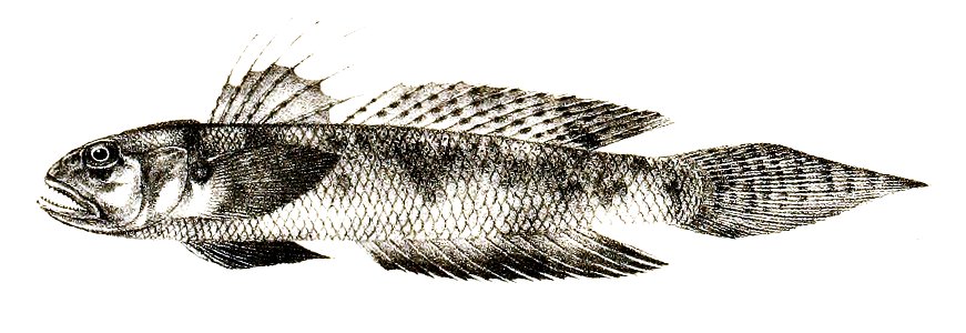 Gobius cristatus Ford 62