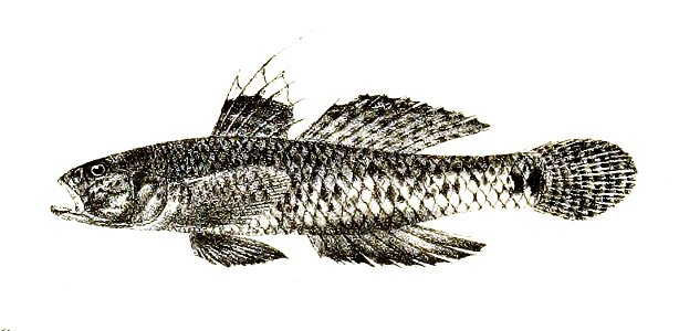 Gobius neilli Ford 62