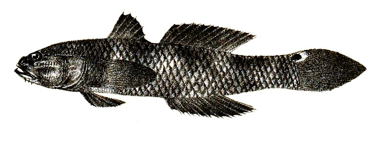Gobius polynema Ford 61