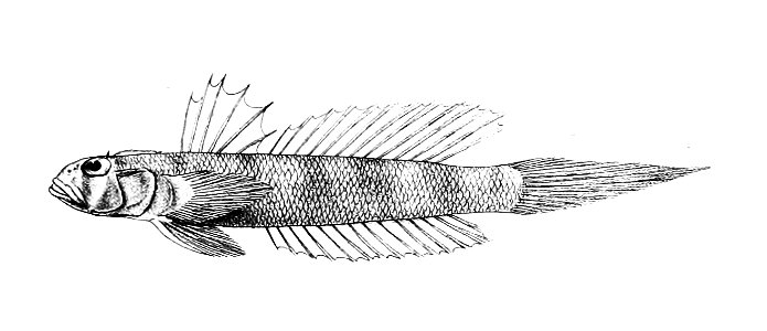 Gobius tentacularis Ford 64