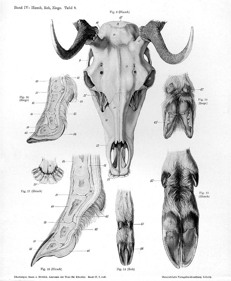 Goat anatomy cranium