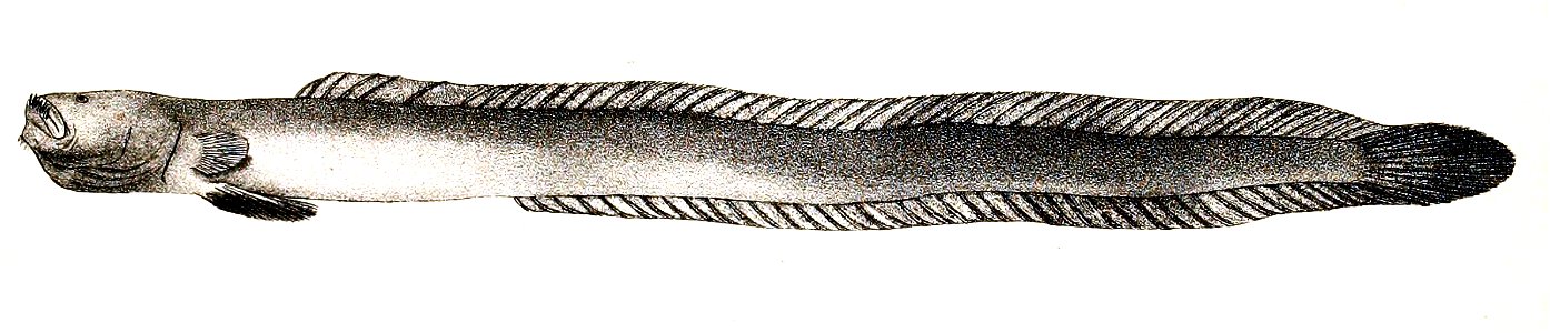 Gobioides anguillaris Ford 67