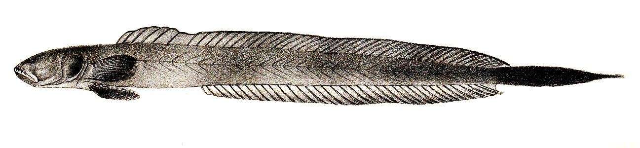 Gobioides rubicundus Ford 67