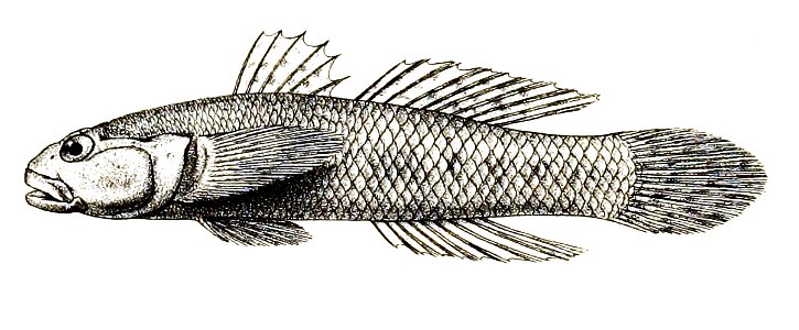 Gobius albopunctatus Ford 63