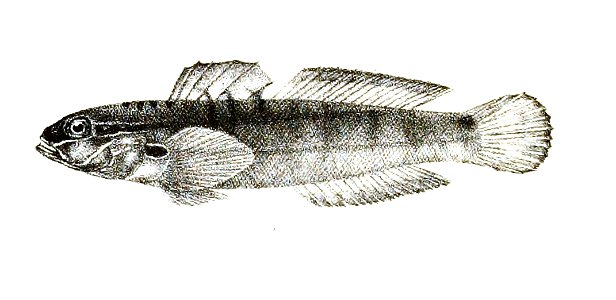 Gobius bynoensis Ford 61