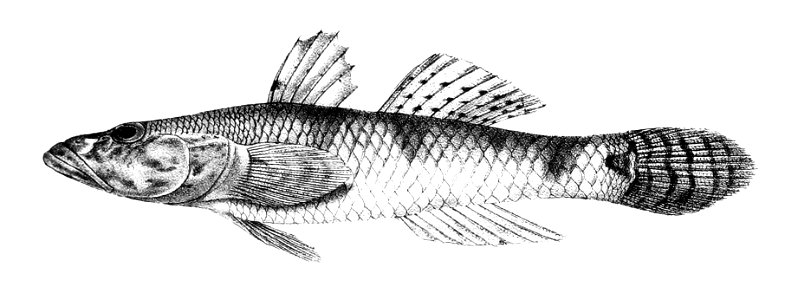 Gobius giurus Ford 66