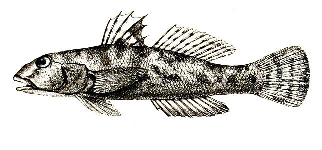 Gobius personatus Ford 63