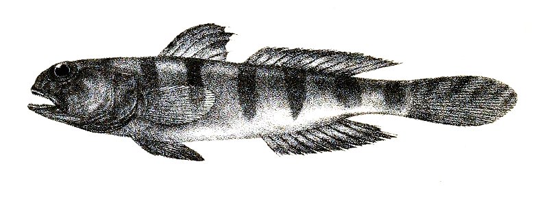 Gobius sexfasciatus Ford 59