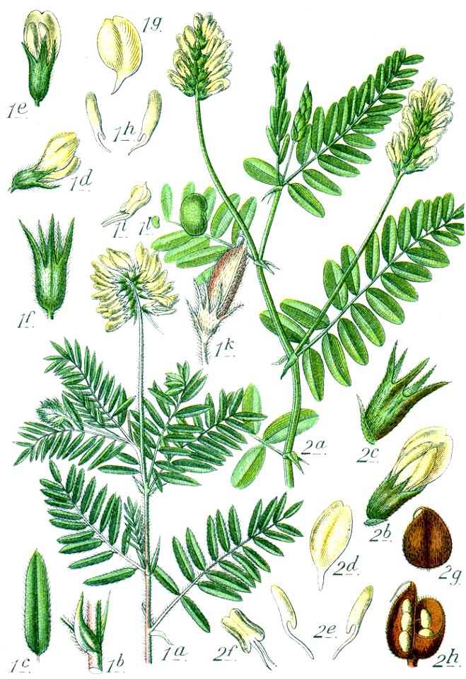 Faboideae spp Sturm21