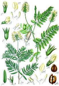 Faboideae spp Sturm21