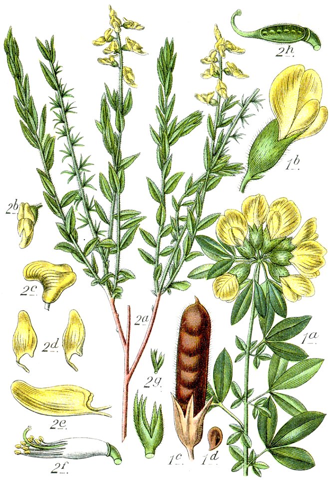 Faboideae spp Sturm27