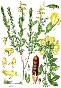 Faboideae spp Sturm27