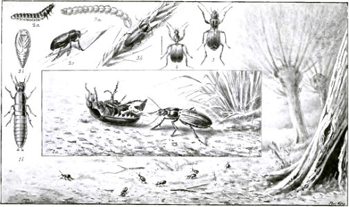 Fabre - Les Ravageurs Pl04