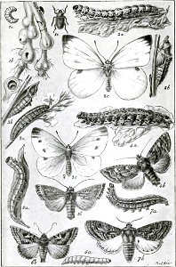 Fabre - Les Ravageurs Pl12