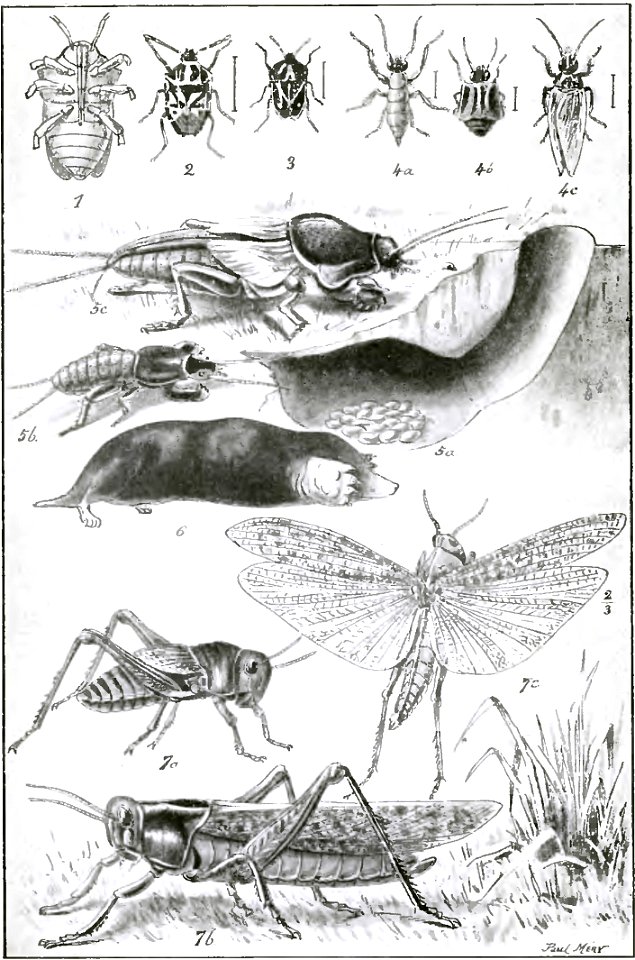 Fabre - Les Ravageurs Pl16