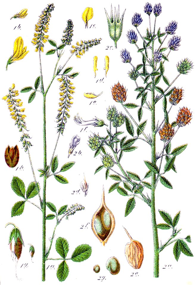Faboideae spp Sturm32