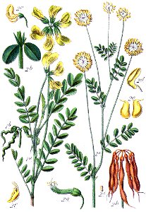 Faboideae spp Sturm23