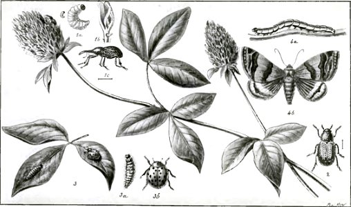 Fabre - Les Ravageurs Pl11