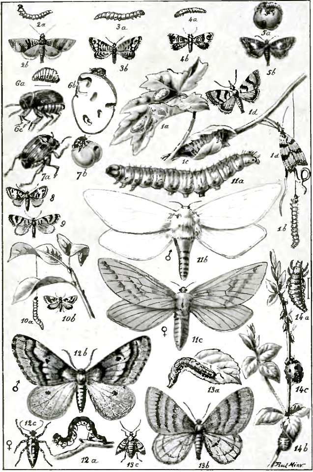 Fabre - Les Ravageurs Pl15
