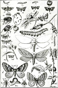 Fabre - Les Ravageurs Pl15