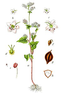 Fagopyrum esculentum Sturm64