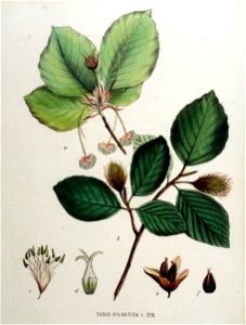 Fagus sylvatica — Flora Batava — Volume v16