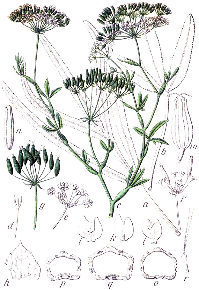 Falcaria vulgaris Sturm7