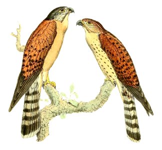 Falco araea 1868