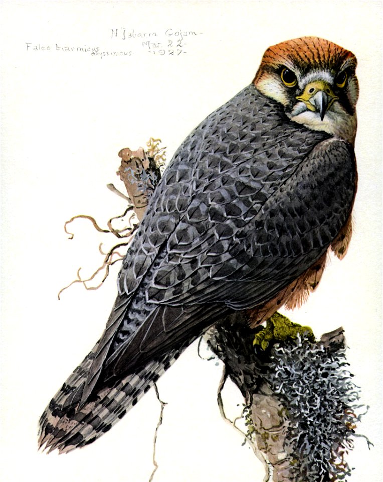 Falco biarmicusEYP08A