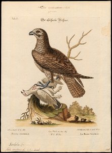 Falco candicans - 1700-1880 - Print - Iconographia Zoologica - Special Collections University of Amsterdam - UBA01 IZ18200106