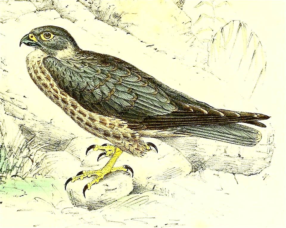 Falco concolor 1868