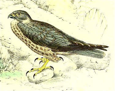 Falco concolor 1868