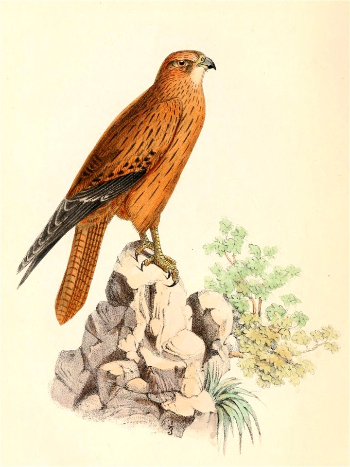 Falco alopex 1861