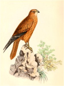 Falco alopex 1861