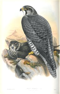 Falco Gyrfalco