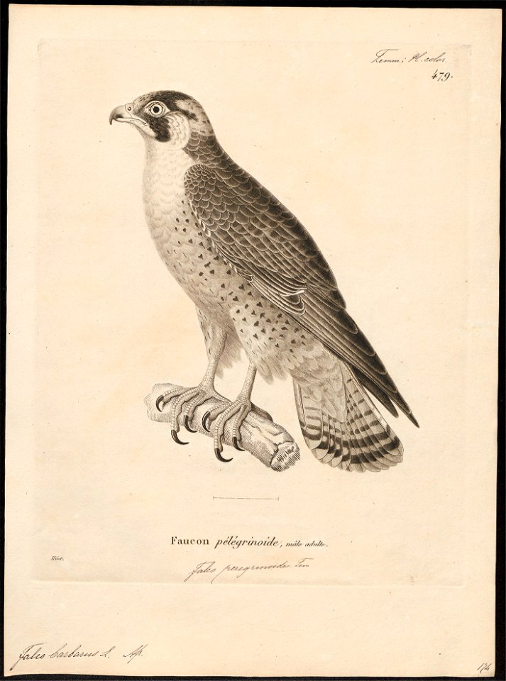 Falco barbarus - 1700-1880 - Print - Iconographia Zoologica - Special Collections University of Amsterdam - UBA01 IZ18200169