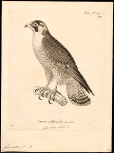 Falco barbarus - 1700-1880 - Print - Iconographia Zoologica - Special Collections University of Amsterdam - UBA01 IZ18200169