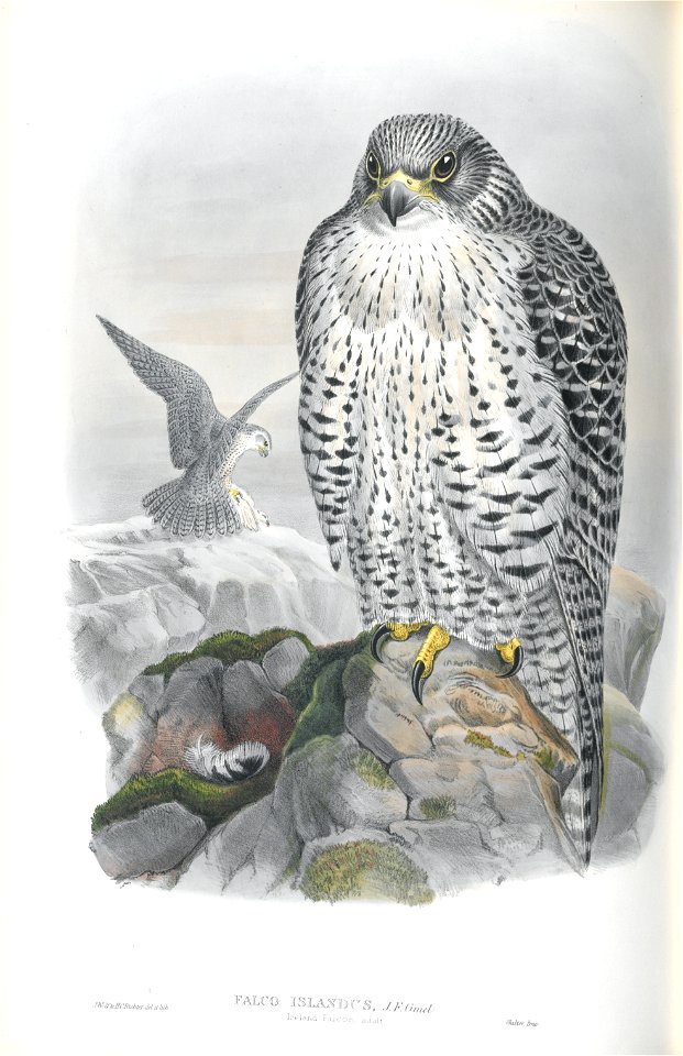 Falco Islandus
