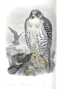 Falco Islandus