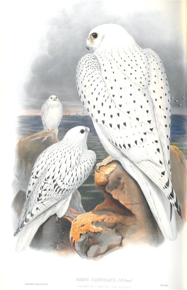 Falco Candicans (light)