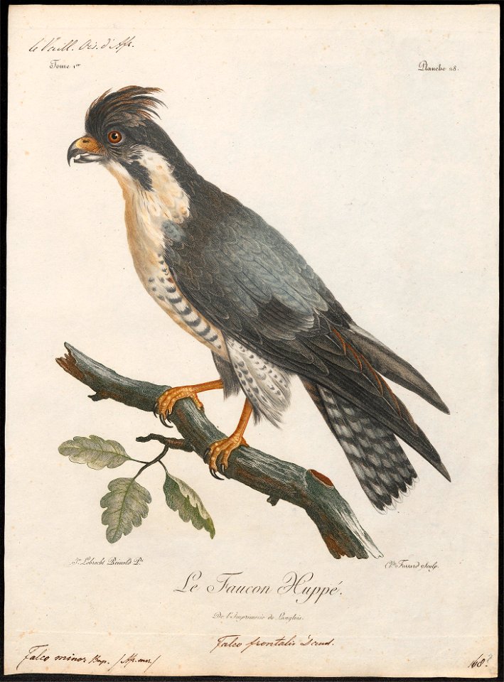 Falco minor - 1796-1808 - Print - Iconographia Zoologica - Special Collections University of Amsterdam - UBA01 IZ18200150