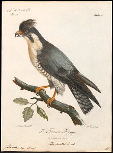 Falco minor - 1796-1808 - Print - Iconographia Zoologica - Special Collections University of Amsterdam - UBA01 IZ18200150