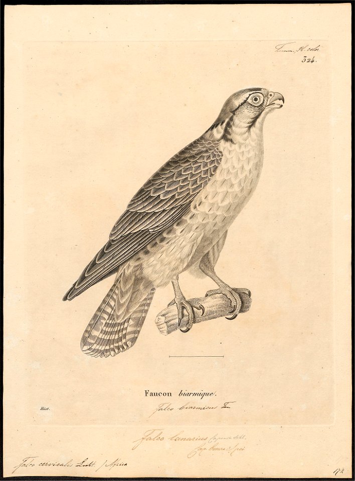 Falco cervicalis - 1700-1880 - Print - Iconographia Zoologica - Special Collections University of Amsterdam - UBA01 IZ18200167
