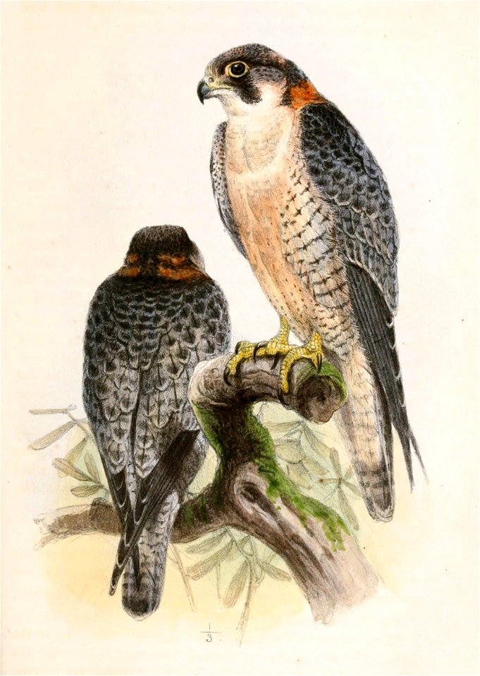 Falco pelegrinoides 1859