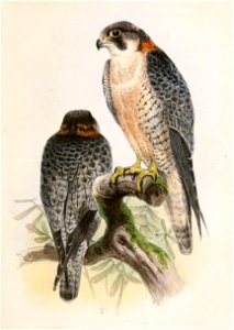 Falco pelegrinoides 1859