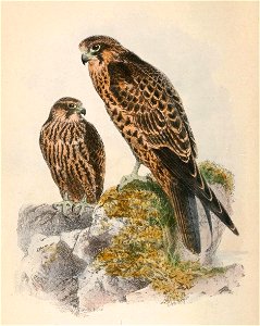 Falco eleonorae 1869