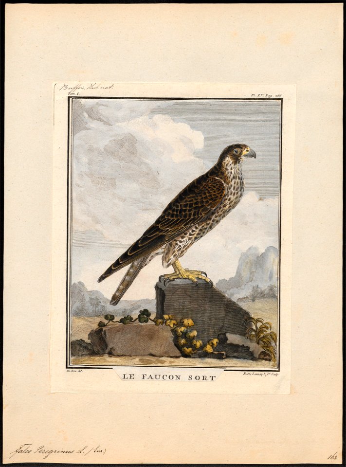 Falco peregrinus - 1700-1880 - Print - Iconographia Zoologica - Special Collections University of Amsterdam - UBA01 IZ18200140