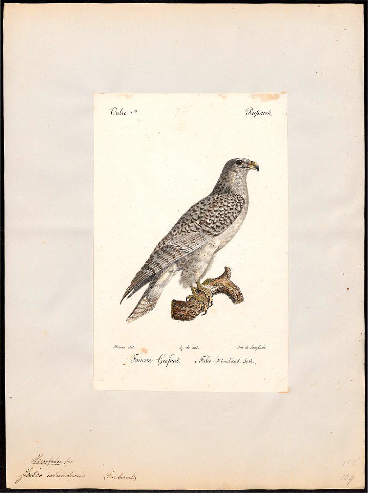 Falco islandicus - 1842-1848 - Print - Iconographia Zoologica - Special Collections University of Amsterdam - UBA01 IZ18200108