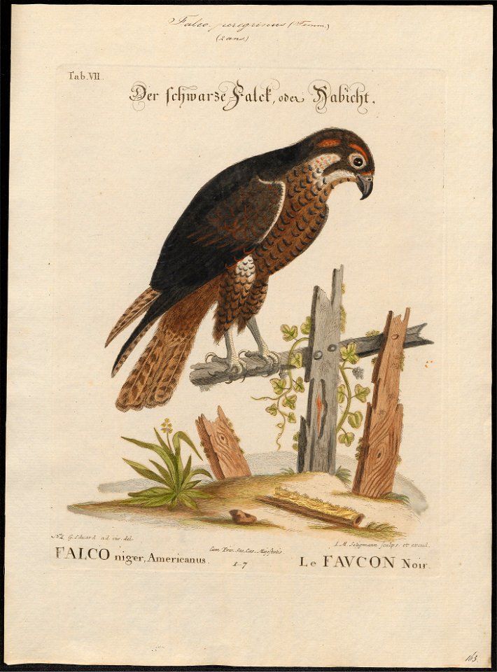 Falco peregrinus - 1700-1880 - Print - Iconographia Zoologica - Special Collections University of Amsterdam - UBA01 IZ18200148